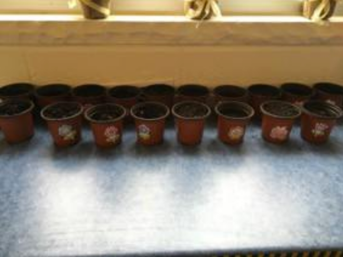 Rangées de pots contenant de la terre et des semis, sur un comptoir devant la fenêtre.